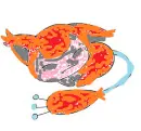 unique skitty