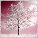 Scenice