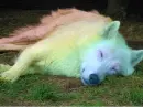 unicorn