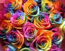 Rainbow Roses.