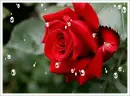Red Rose