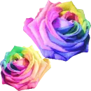 Colorful Roses
