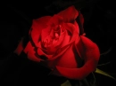 Red Rose