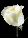White Rose