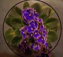 violets