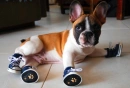 puppy  with sneakers
