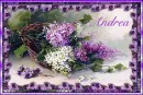 Spring Lilacs - Andrea