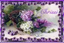 Spring Lilacs - Chrissi
