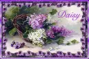 Spring Lilacs - Daisy