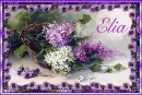 Spring Lilacs - Elia