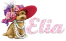 cute puppy elia