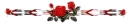 red roses