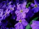 summer flower