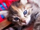 kitty