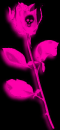 PINK ROSE