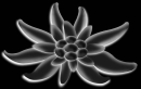 EdelweissBlack Swiss Flower 