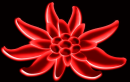 Edelweiss Bloody Swiss Flower 