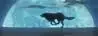 Running wolf