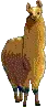 llama
