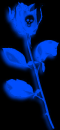 Blue Rose