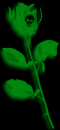 Green Rose