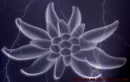 Swiss Flower Lightening