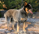 Australian Cattle Dog
