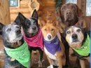 Australian Cattle Dog
