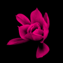 Pink Tulip Flower