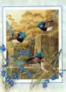 Birds