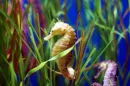 Sea Horse