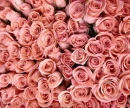rose background