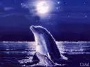 Moonlight dolphins