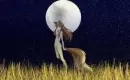 Anime Spice And Wolf