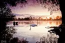 Swan Lake