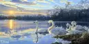 Swan Lake
