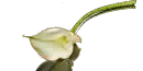 Ã§iÃ§ek