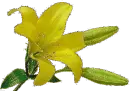 Ã§iÃ§ek