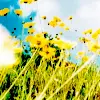 Yellow Flowers