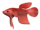 beta fish
