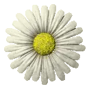 white daisy