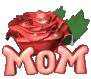 mothers day rose