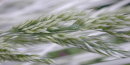 Grain - Trigo