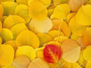 Leafs