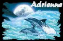 ~Adrienne Dolphin~