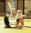 funny cats....