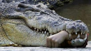 Crocodile