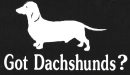 dachshund