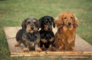 dachshund