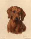 dachshund